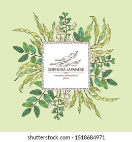 Background with sophora japonica: branch, flower and pod of sophora japonica. Cosmetic and medical plant. Vector hand drawn illustration.