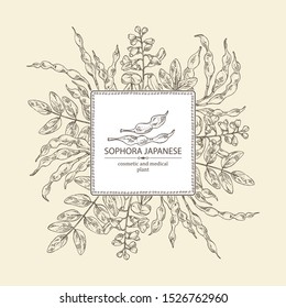 Background with sophora japonica: branch, flower and pod of sophora japonica. Cosmetic and medical plant. Vector hand drawn illustration.