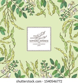 Background with sophora japonica: branch, flower and pod of sophora japonica. Cosmetic and medical plant. Vector hand drawn illustration.