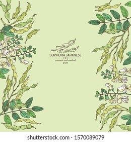 Background with sophora japonica: branch, flower and pod of sophora japonica. Cosmetic and medical plant. Vector hand drawn illustration.