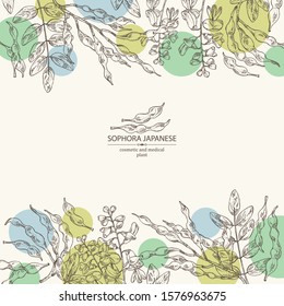 Background with sophora japonica: branch, flower and pod of sophora japonica. Cosmetic and medical plant. Vector hand drawn illustration.