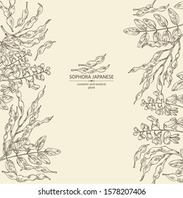 Background with sophora japonica: branch, flower and pod of sophora japonica. Cosmetic and medical plant. Vector hand drawn illustration.