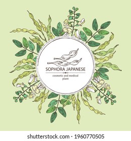 Background with sophora japonica: branch, flower and pod of sophora japonica. Cosmetic and medical plant. Vector hand drawn illustration.