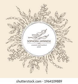 Background with sophora japonica: branch, flower and pod of sophora japonica. Cosmetic and medical plant. Vector hand drawn illustration.