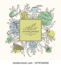 Background with sophora japonica: branch, flower and pod of sophora japonica. Oil, soap and bath salt . Cosmetics and medical plant. Vector hand drawn illustration