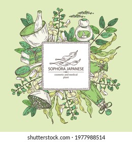 Background with sophora japonica: branch, flower and pod of sophora japonica. Oil, soap and bath salt . Cosmetics and medical plant. Vector hand drawn illustration