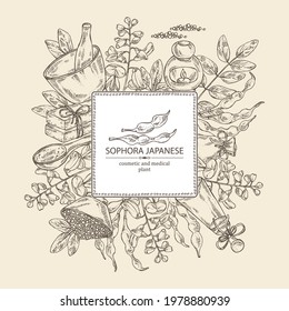 Background with sophora japonica: branch, flower and pod of sophora japonica. Oil, soap and bath salt . Cosmetics and medical plant. Vector hand drawn illustration