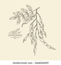 Background with sophora japonica: branch  and pod of sophora japonica. Cosmetic and medical plant. Vector hand drawn illustration.