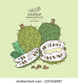 Background with soursop: fruit and soursop slice. Annona muricata. Vector hand drawn illustration.