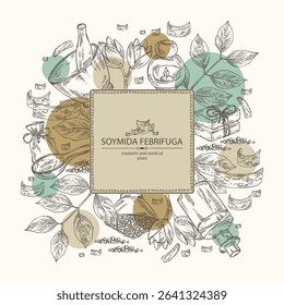 Background with soymida febrifuga: plant, fruits, leaves and soymida febrifuga bark. Swietenia febrifuga. Oil, soap and bath salt. Cosmetics and medical plant. Vector