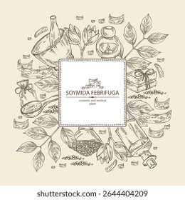 Fundo com soja febrifuga: planta, frutas, folhas e casca de soja febrifuga. Swietenia febrifuga. Óleo, sabão e sal. Cosméticos e planta médica. Vetor