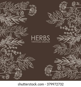 Background with spice. Bay leaf, basil, thyme, rosemary, mint, hand drawn