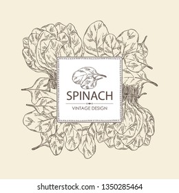 Background with of spinach: leaves and bunch of spinach. Vector hand drawn illustration.