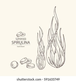 Background with spirulina: spirulina algae, pills and powder. Superfood. Hand drawn
