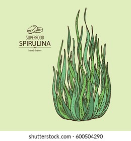 Fundo com espirulina, espirulina alga. Superalimento. Mão desenhada.