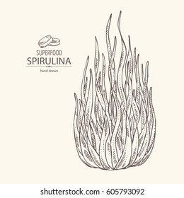 Background with spirulina: spirulina algae. Superfood. Hand drawn
