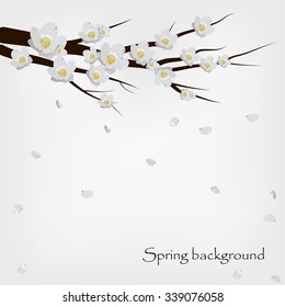 The background of the spring. Branch of cherries flowers on a light background.