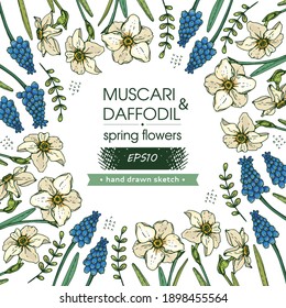 Background with Spring flawers, daffodils and muscaries. Detailed hand-drawn sketches, vector botanical illustration.