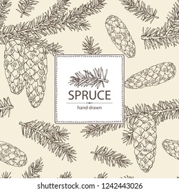 Background with spruce: branch of spruce with cone. Cosmetics and medical plant. Vector hand drawn illustration.