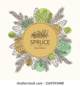 Background with spruce: branch of spruce with cone. Cosmetics and medical plant. Vector hand drawn illustration.