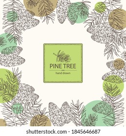 Background with spruce: branch of spruce with cone. Cosmetics and medical plant. Vector hand drawn illustration.