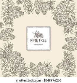 Background with spruce: branch of spruce with cone. Cosmetics and medical plant. Vector hand drawn illustration.