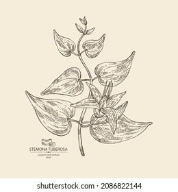 Background with stemona tuberosa: stemona plant, leaves, flowers and stemona tuberosa root. Cosmetic, perfumery and medical plant. Vector hand drawn illustration.