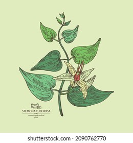 Background with stemona tuberosa: stemona plant, leaves, flowers and stemona tuberosa root. Cosmetic, perfumery and medical plant. Vector hand drawn illustration.