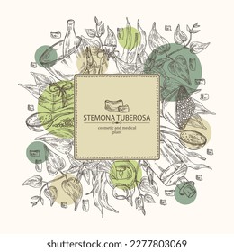 Background with stemona tuberosa: stemona plant, leaves, flowers and stemona tuberosa root. Oil, soap and bath salt . Cosmetics and medical plant. Vector hand drawn illustration