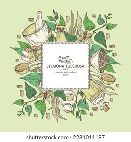 Background with stemona tuberosa: stemona plant, leaves, flowers and stemona tuberosa root. Oil, soap and bath salt . Cosmetics and medical plant. Vector hand drawn illustration