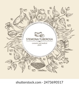 Background with stemona tuberosa: stemona plant, leaves, flowers and stemona tuberosa root. Oil, soap and bath salt . Cosmetics and medical plant. Vector hand drawn illustration