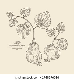 Background with stephania glabra: stephanie smooth  plant and stephanie smooth tuber. Cosmetic and medical plant. Vector hand drawn illustration