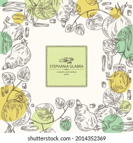 Background with stephania glabra: stephanie smooth  plant and stephanie smooth tuber. Cosmetic and medical plant. Vector hand drawn illustration