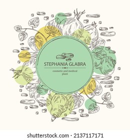 Background with stephania glabra: stephanie smooth  plant and stephanie smooth tuber. Cosmetic and medical plant. Vector hand drawn illustration