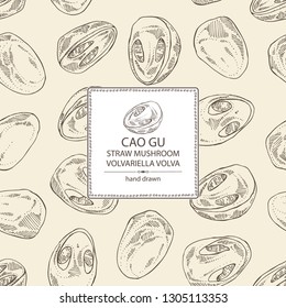 Background with straw mushroom: Cao Gu mushroom and a bit of volvariella volvacea. Mushroom. Vector hand drawn illustration