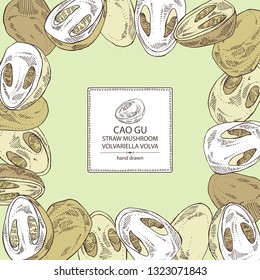 Background with straw mushroom: Cao Gu mushroom and a bit of volvariella volvacea. Mushroom. Vector hand drawn illustration