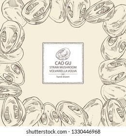 Background with straw mushroom: Cao Gu mushroom and a bit of volvariella volvacea. Mushroom. Vector hand drawn illustration