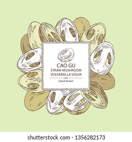 Background with straw mushroom: Cao Gu mushroom and a bit of volvariella volvacea. Mushroom. Vector hand drawn illustration