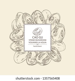 Background with straw mushroom: Cao Gu mushroom and a bit of volvariella volvacea. Mushroom. Vector hand drawn illustration