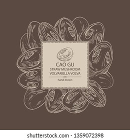 Background with straw mushroom: Cao Gu mushroom and a bit of volvariella volvacea. Mushroom. Vector hand drawn illustration