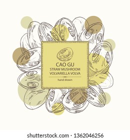 Background with straw mushroom: Cao Gu mushroom and a bit of volvariella volvacea. Mushroom. Vector hand drawn illustration