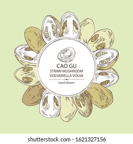 Background with straw mushroom: Cao Gu mushroom and a bit of volvariella volvacea. Mushroom. Vector hand drawn illustration