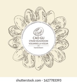 Background with straw mushroom: Cao Gu mushroom and a bit of volvariella volvacea. Mushroom. Vector hand drawn illustration