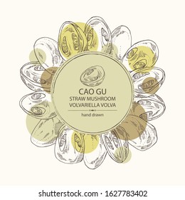 Background with straw mushroom: Cao Gu mushroom and a bit of volvariella volvacea. Mushroom. Vector hand drawn illustration