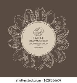 Background with straw mushroom: Cao Gu mushroom and a bit of volvariella volvacea. Mushroom. Vector hand drawn illustration