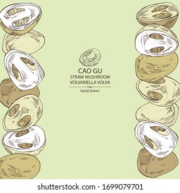 Background with straw mushroom: Cao Gu mushroom and a bit of volvariella volvacea. Mushroom. Vector hand drawn illustration