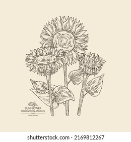 Background with sunflower: helianthus flowers, plant, leaves and sunflower seeds. Helianthus. Vector hand drawn illustration. 