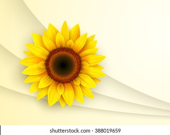 Background with sunflower, summer vector illustration
