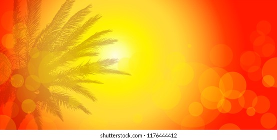 Background sunny with a palm