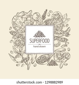 Background with super food: reishi mushroom, morinda, noni fruit, camu camu, carob pods and chia. Super food. Vector hand drawn illustration.